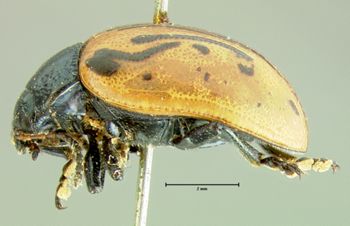 Media type: image;   Entomology 22200 Aspect: habitus lateral view